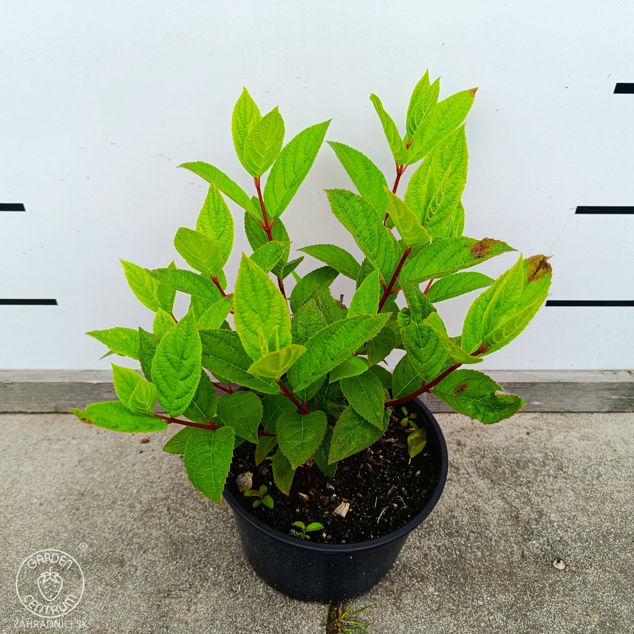 Obrázok Hortenzia metlinatá (Hydrangea paniculata) ‘PINK DIAMOND’ - výška 20-30 cm, kont. C2L